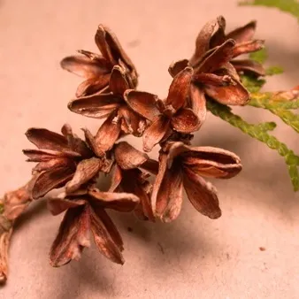 Cedarwood Essential Oil Texas 4